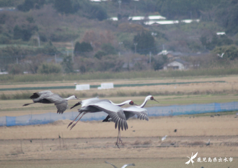 出水平野の鶴　5