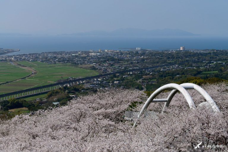 東光山の桜