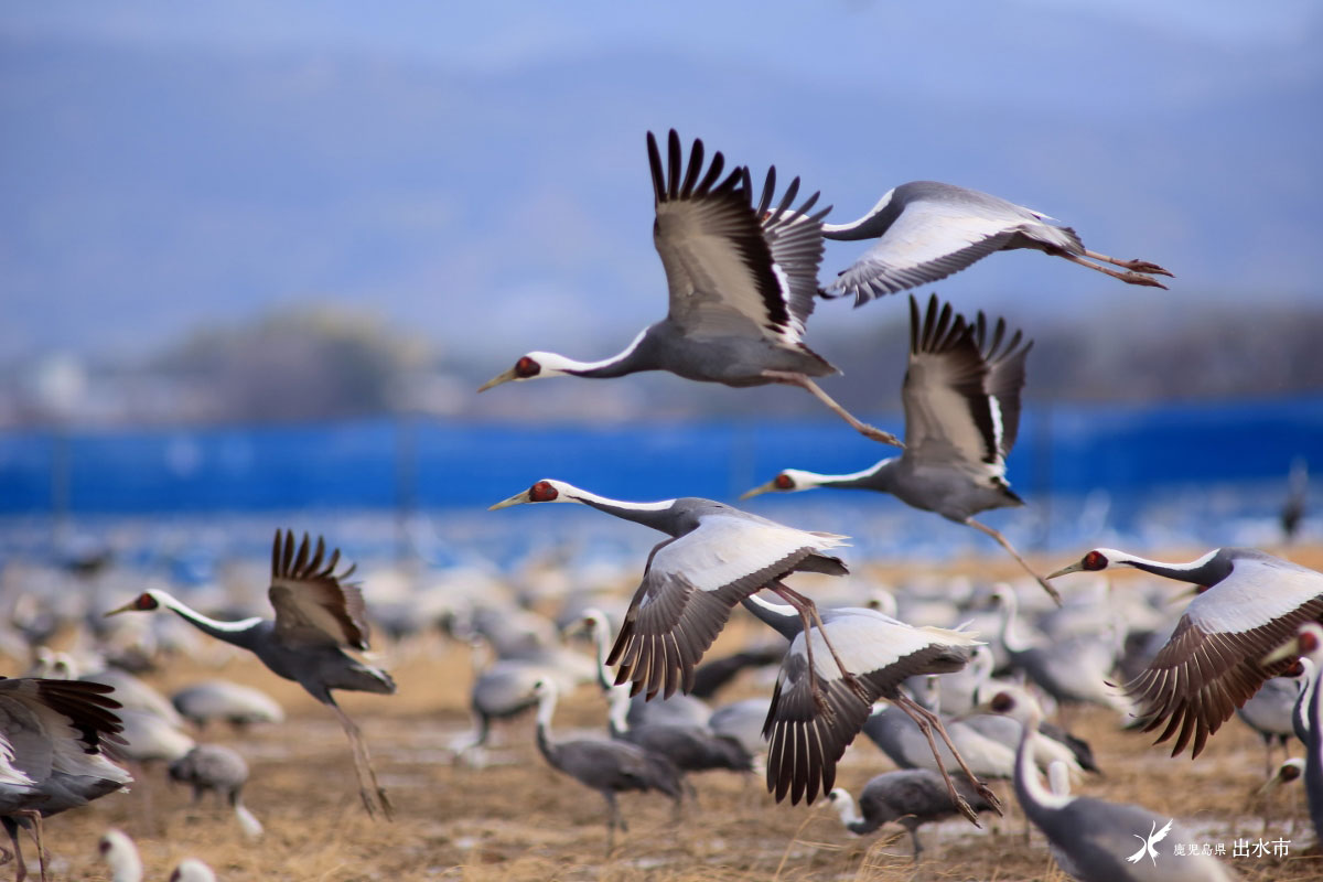 Things to Do in Izumi（English version）