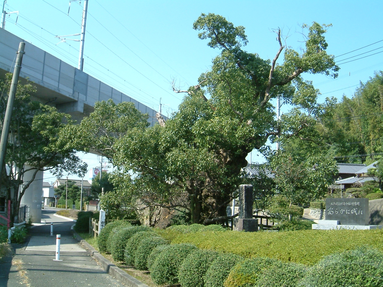 出水の大楠