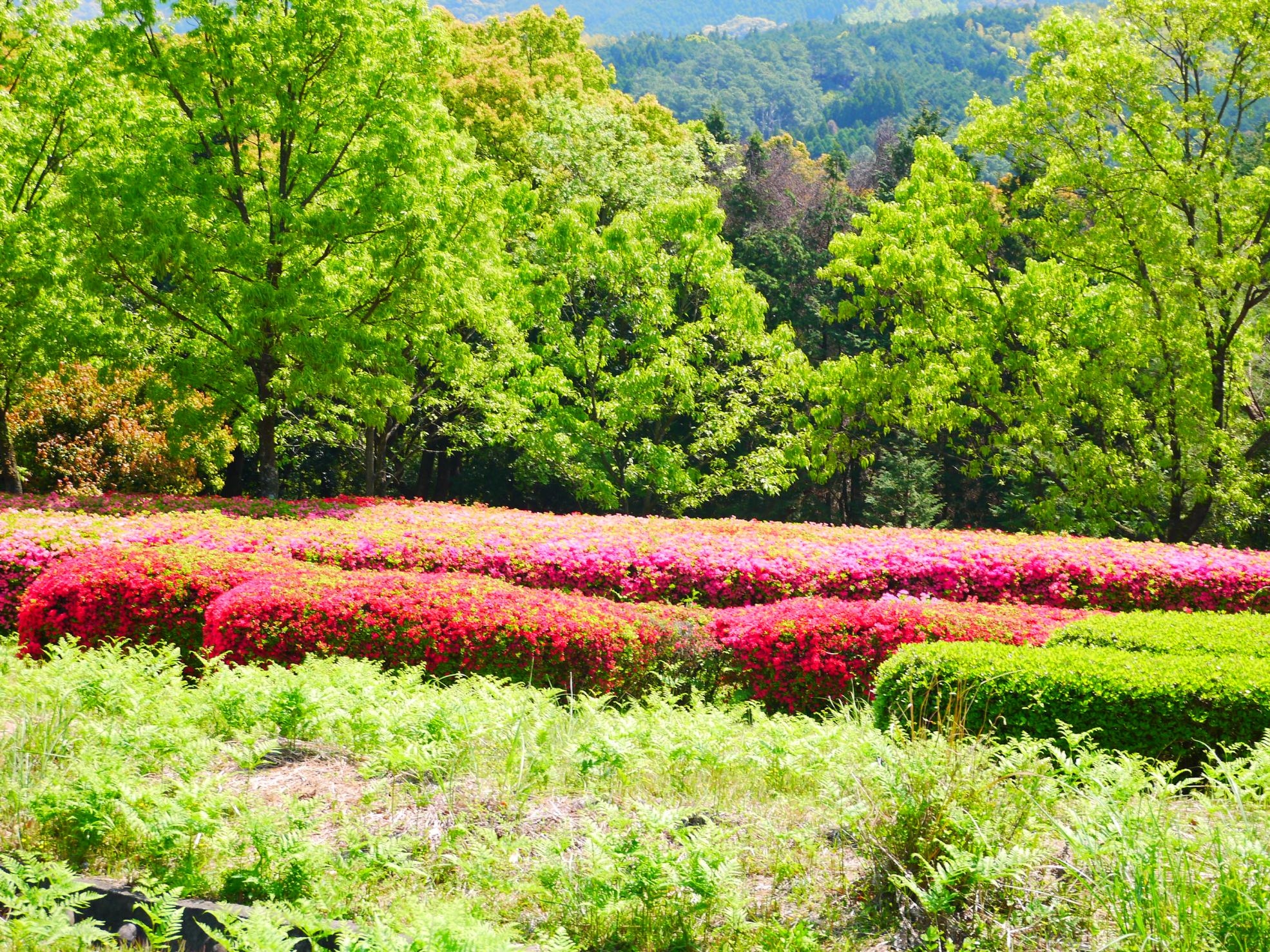 小原山市民の森（出水市青年の家）