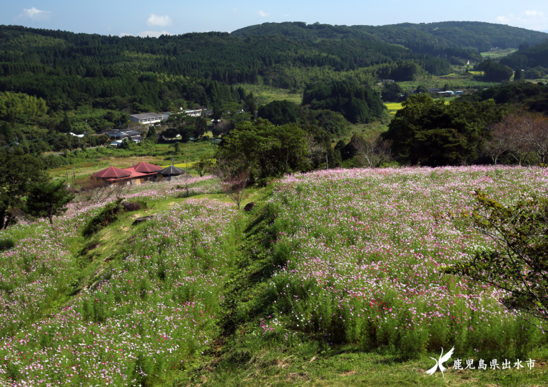 上場高原コスモス園