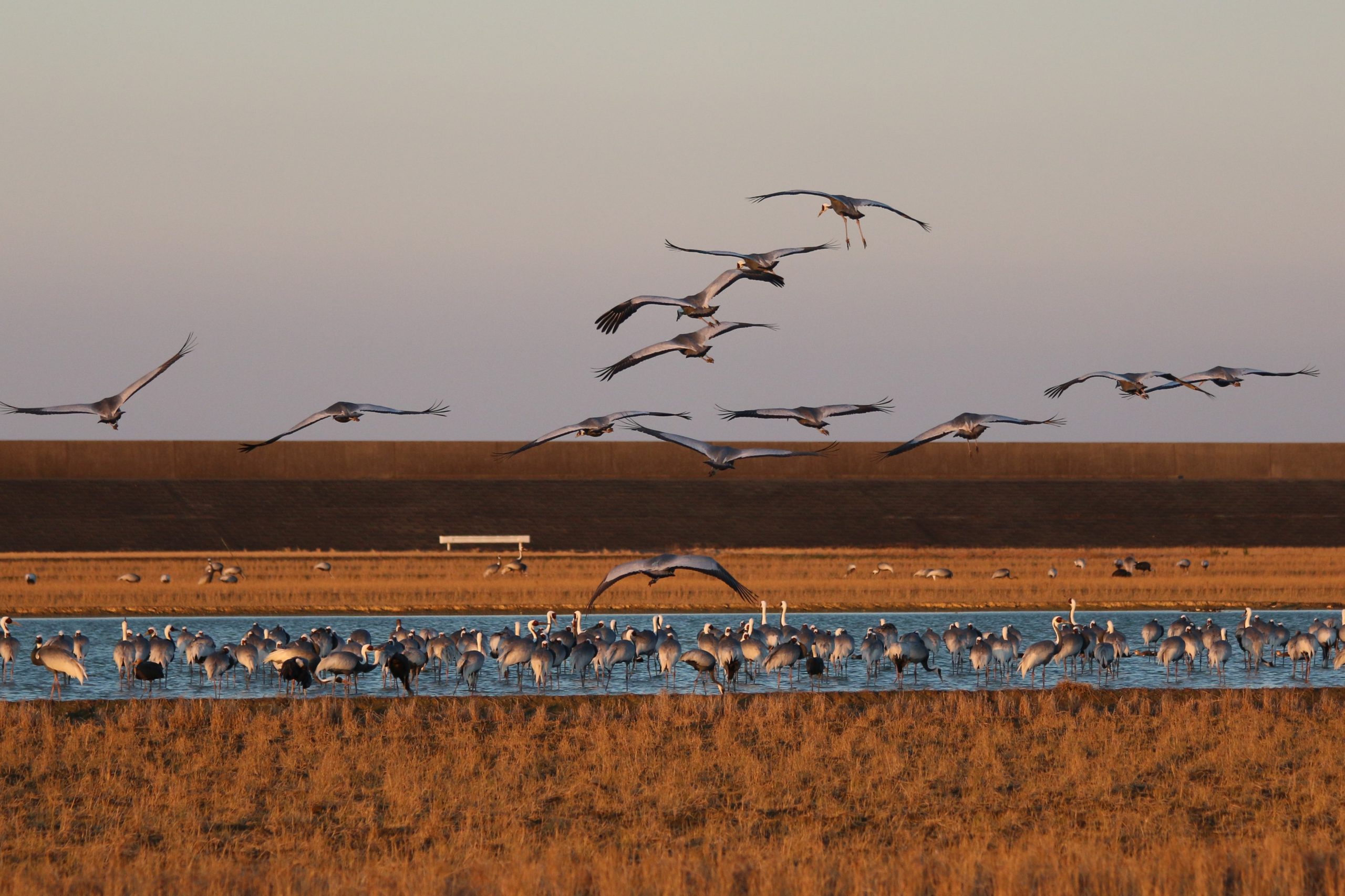 【ツル・野鳥ガイド】エコツアーガイドIZUMI