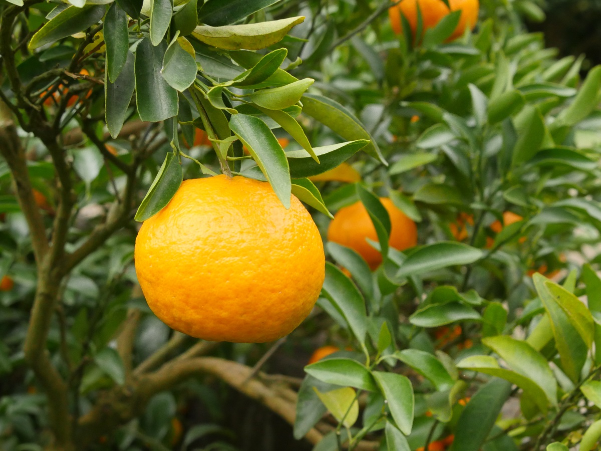 【みかん狩り体験】竹崎農園「山小屋交流館」